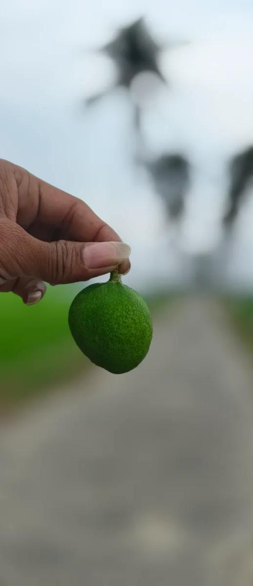 ভালো আম