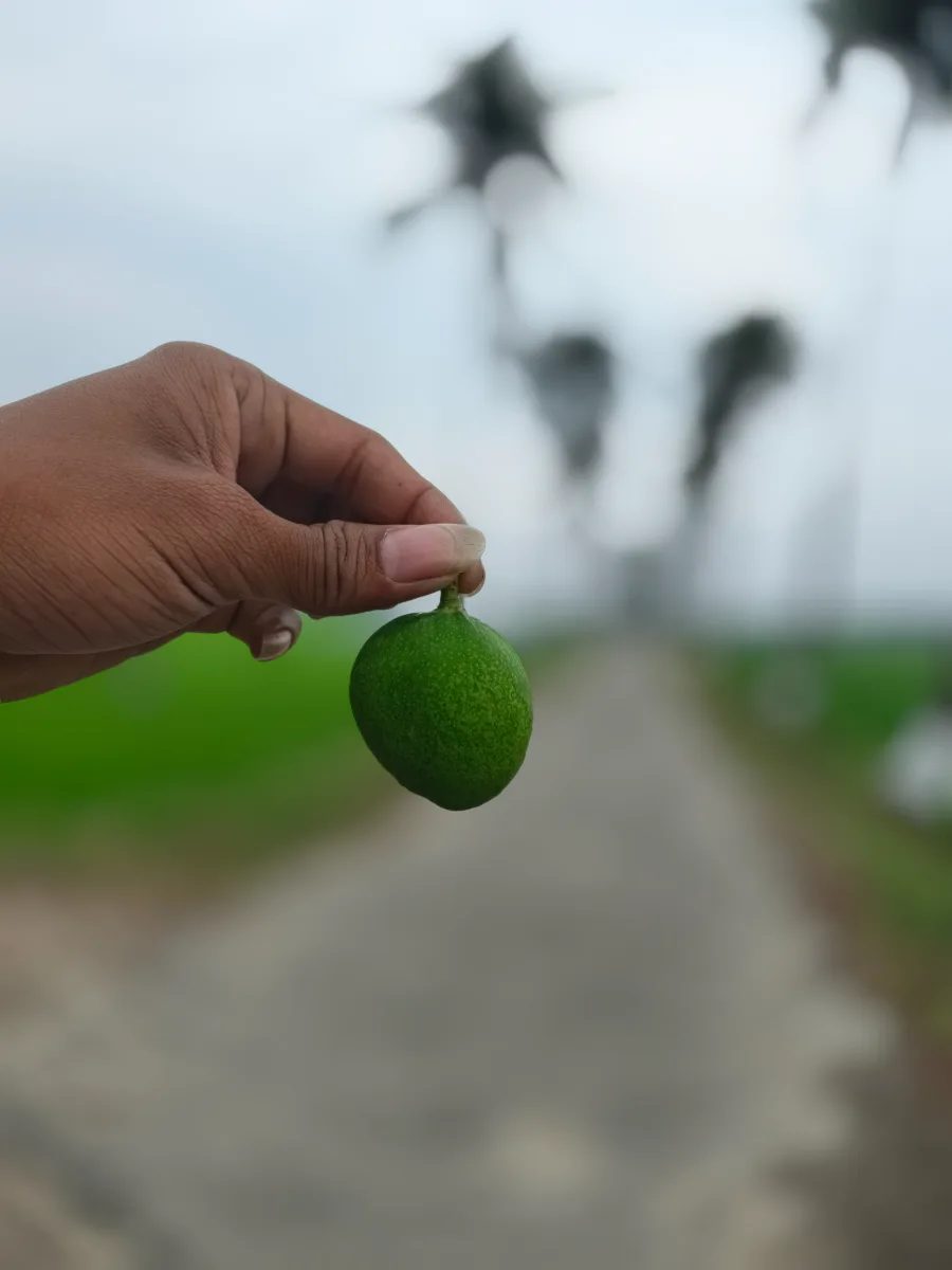 ভালো আম