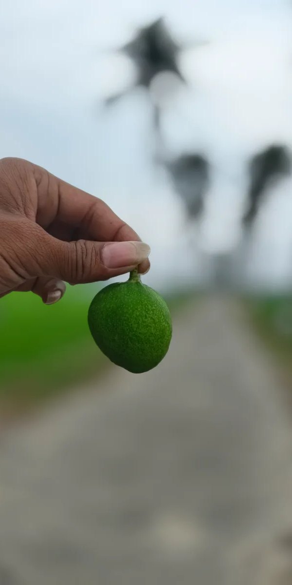ভালো আম