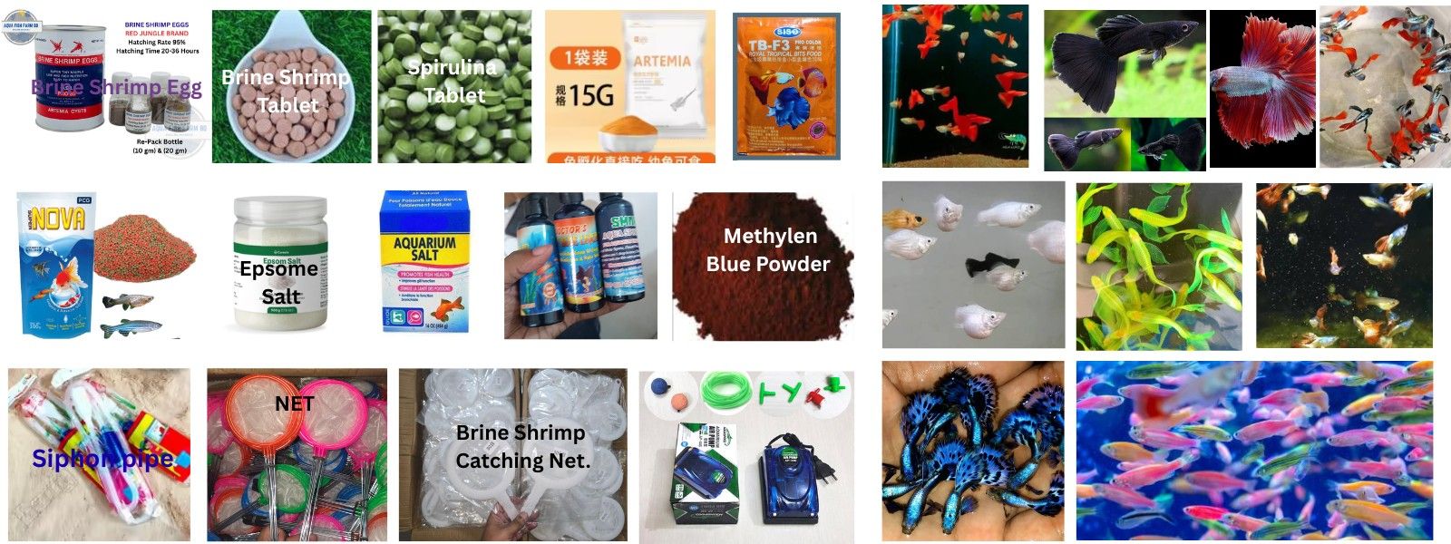 Your Fish and Accessories | Ramganj Aquarium Fish & Online Gadget Shop